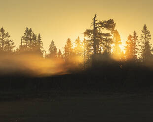 Pine trees at sunset in Koppgangen Nature Reserve, Sweden - FOLF11126