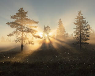 Kiefern bei Sonnenuntergang im Naturreservat Koppgangen, Schweden - FOLF11127