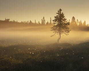 Kiefern bei Sonnenuntergang im Naturreservat Koppgangen, Schweden - FOLF11128