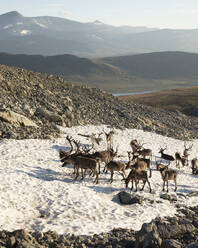 Rentiere im Schnee auf dem Besseggen-Rücken im Jotunheimen-Nationalpark, Norwegen - FOLF11129