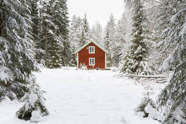 Haus in einem verschneiten Wald - FOLF11319