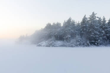 Bäume neben dem zugefrorenen See Skiren in Schweden - FOLF11321