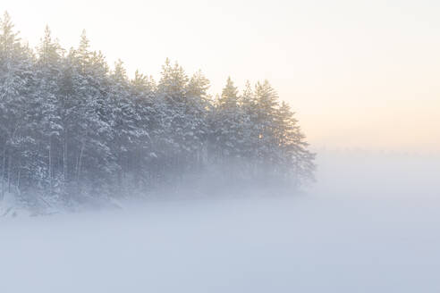 Bäume neben dem zugefrorenen See Skiren in Schweden - FOLF11322