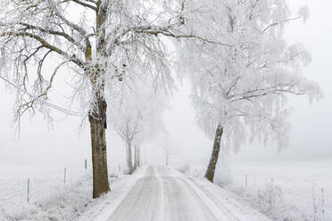 Schneebedeckte Straße bei Bäumen - FOLF11330