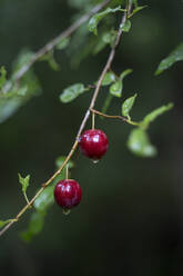 Beeren auf einem Zweig - AFVF03911