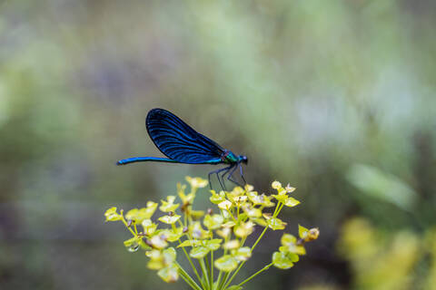 Blaue Libelle auf einer Blüte, Strandja-Gebirge, Bulgarien, lizenzfreies Stockfoto