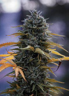 Cannabisblüte - CAVF63269