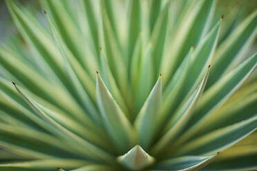 Extreme close up green aloe vera plant - FSIF04341