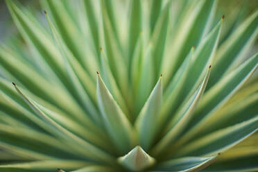 Extreme Nahaufnahme einer grünen Aloe-Vera-Pflanze - FSIF04341