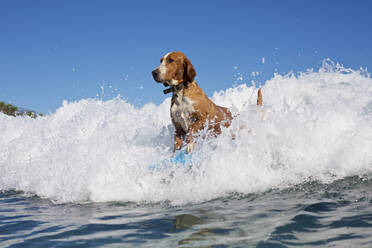Dog surfing, riding ocean wave - FSIF04345
