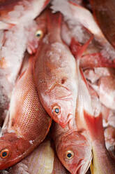 Close up red snapper fish on ice - FSIF04351