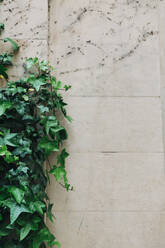 Ivy growing along stone wall - FSIF04372