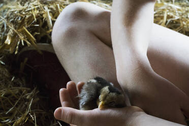 Close up girl holding baby chick - FSIF04427