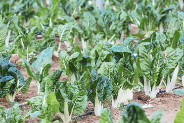 Kräftig grüner Bio-Mangold wächst im Gemüsegarten - FSIF04442
