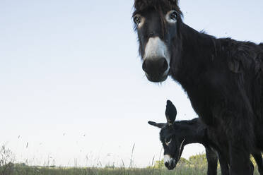 Portrait donkey in rural field - FSIF04449