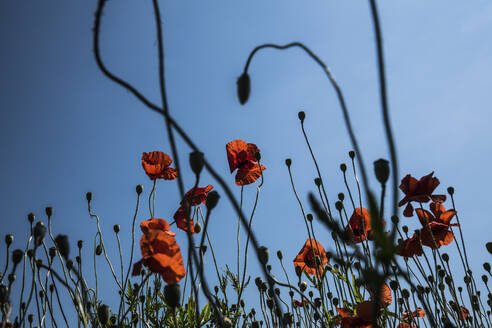 Rote Mohnblumen vor sonnigem Sommerhimmel - FSIF04451