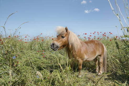 Pony in einem sonnigen Feld mit Mohnblumen auf dem Land - FSIF04453