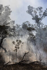 Aufsteigender Rauch von einem schwelenden vorbeugenden Brandfleck, Kakadu National Park, Australien - FSIF04460