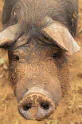 Close up portrait muddy free range pig - FSIF04464