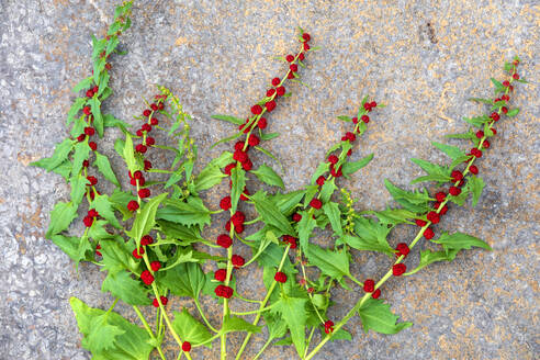 Nahaufnahme von Chenopodium Foliosum an der Wand - NDF00970