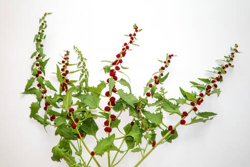 Nahaufnahme von Chenopodium Foliosum vor weißem Hintergrund - NDF00971