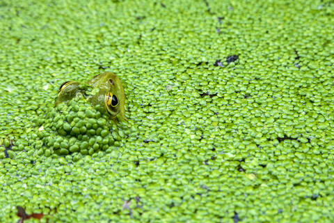 Nahaufnahme eines im Teich schwimmenden Frosches, lizenzfreies Stockfoto