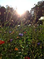 Plants growing against clear sky in garden - JTF01325