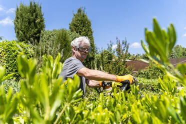 Älterer Mann schneidet Hecke mit Trimmer - AFVF03946