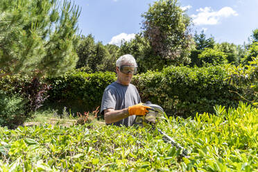 Senior man pruning hedge with trimmer - AFVF03948