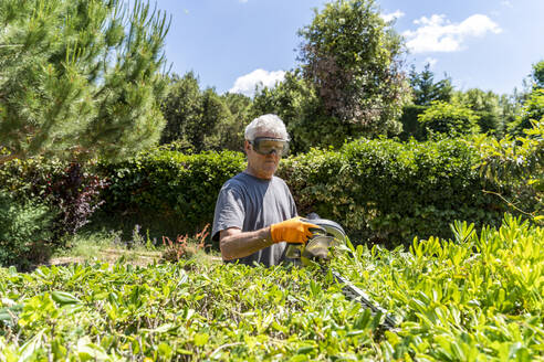 Älterer Mann schneidet Hecke mit Trimmer - AFVF03948