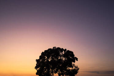 Baum bei Sonnenuntergang - ABZF02590