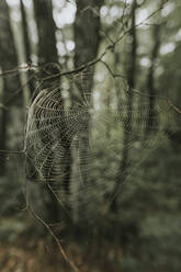 Spider web at a twig - DWF00502