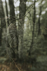 Spinnennetz an einem Zweig - DWF00502