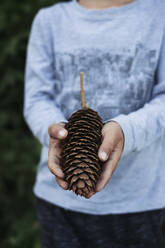 Midsection of boy holding big pine cone in Tara National Park, Serbia - MOMF00766