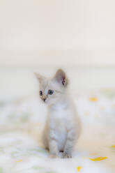 Close-up of cute kitten looking away while sitting on bed at home - AFVF03965