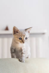 Close-up of cute kitten standing on sofa against wall at home - AFVF03967