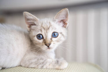 Close-up portrait of cute small kitten sitting on sofa at home - AFVF03968