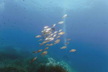 Goldstreifen schwimmen im Meer, während Taucher auf Seegraswiese, Calvi, Korsika, Frankreich - ZCF00803