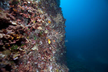 Underwater reef with small gorgonians in sea, Sagone, Corsica, France - ZCF00806