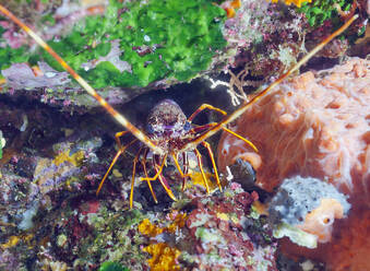 Nahaufnahme einer Europäischen Languste auf einem Felsen im Meer, Sagone, Korsika, Frankreich - ZCF00807