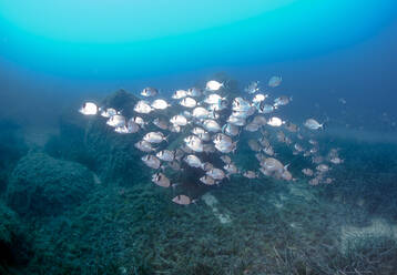 Fischschwarm Brassen schwimmen im Meer, Calvi, Korsika, Frankreich - ZCF00808