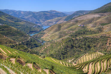 Vineyards and the Douro River, Alto Douro Wine Valley, UNESCO World Heritage Site, Portugal, Europe - RHPLF08947