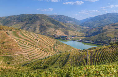 Weinberge und der Fluss Douro, Alto Douro Weintal, UNESCO-Welterbe, Portugal, Europa - RHPLF08948