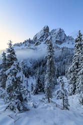 Der hohe Gipfel des Sass De Putia umrahmt den verschneiten Wald in der Morgendämmerung, Passo Delle Erbe, Fünser Tal, Südtirol, Italien, Europa - RHPLF09009