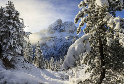 Die Sonne beleuchtet die verschneiten Bäume und den Sass De Putia im Hintergrund, Passo Delle Erbe, Fünser Tal, Südtirol, Italien, Europa - RHPLF09012