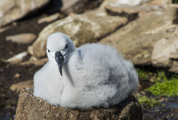 Black-browed albatross chick (Thalassarche melanophris), Saunders Island, Falklands, South America - RHPLF09028