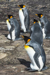 Königspinguin-Kolonie (Aptenodytes patagonicus), Saunders Island, Falklandinseln, Südamerika - RHPLF09029