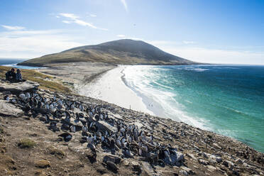 Kolonie des Südlichen Felsenpinguins (Eudyptes chrysocome) mit der Landenge von Neck im Hintergrund, Saunders Island, Falklandinseln, Südamerika - RHPLF09030