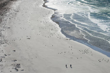 Touristen, die zwischen einer großen Anzahl von Eselspinguinen (Pygoscelis papua) spazieren gehen, Saunders Island, Falklands, Südamerika - RHPLF09032