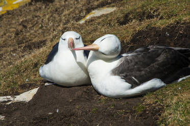 Schwarzbrauenalbatros (Thalassarche melanophris) Liebe, Saunders Island, Falklands, Südamerika - RHPLF09033